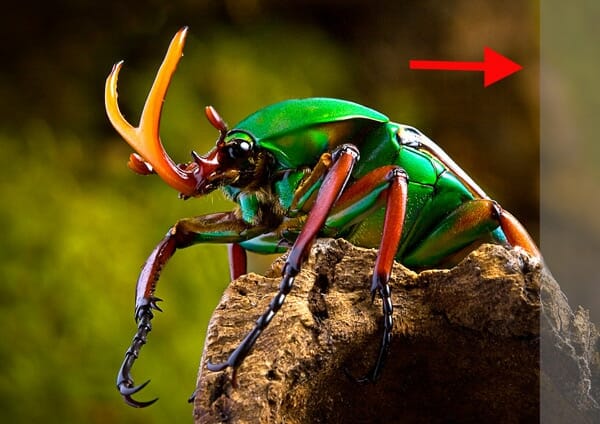 MW-beetle-image-C-web