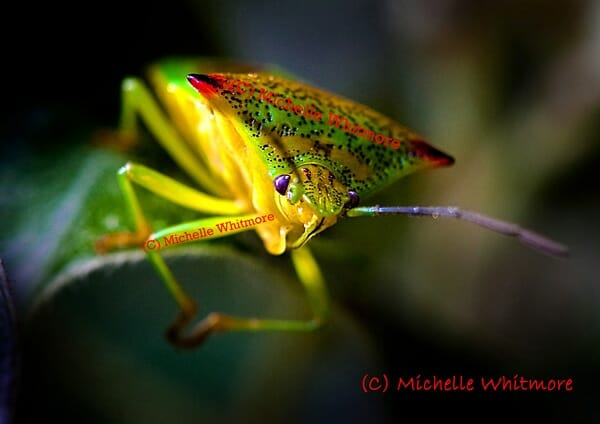 MW-shield-bug-image-B-web